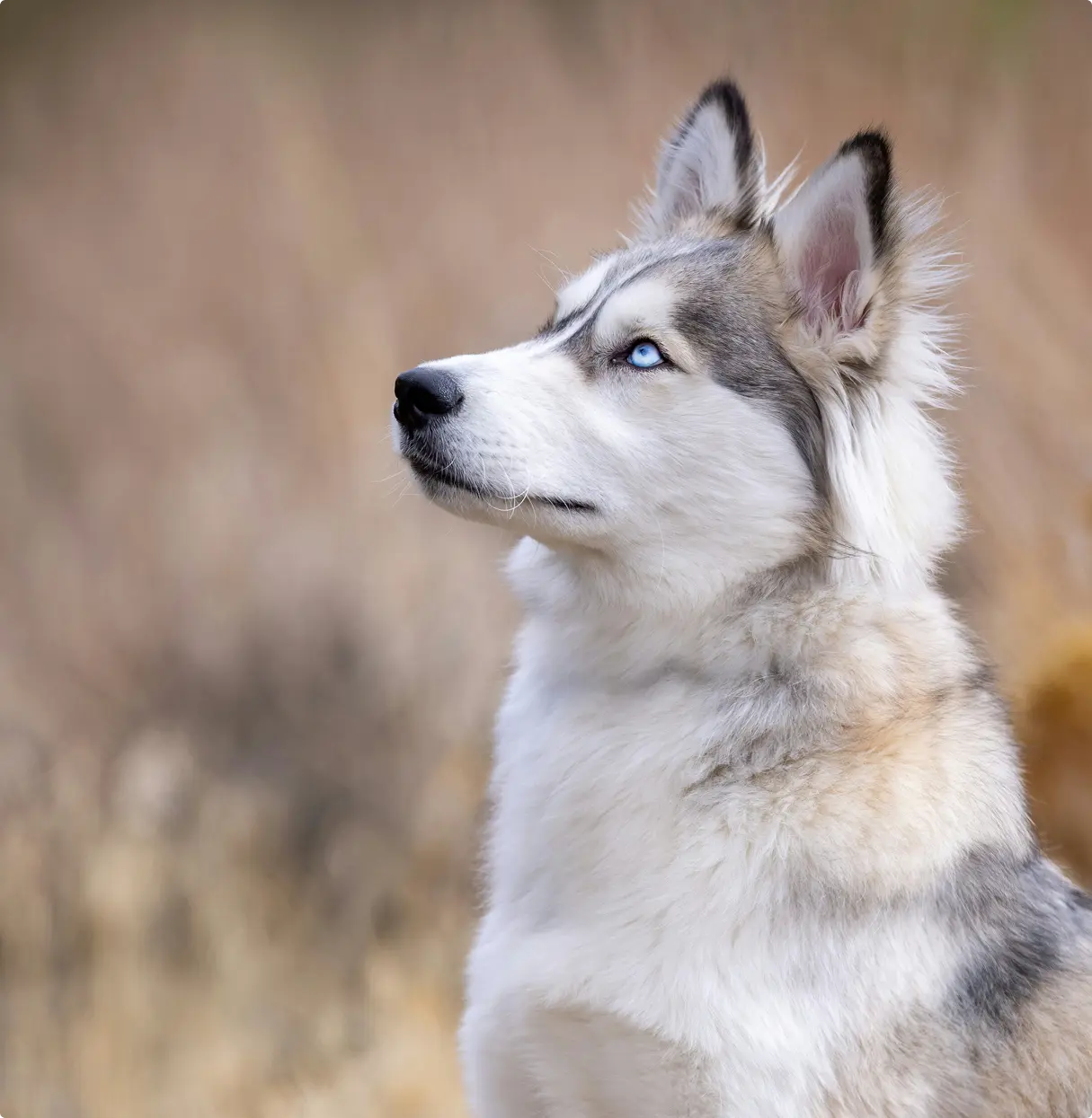 A pixelated image of an orange and white cat lying down, looking to the side, with blurred greenery in the background